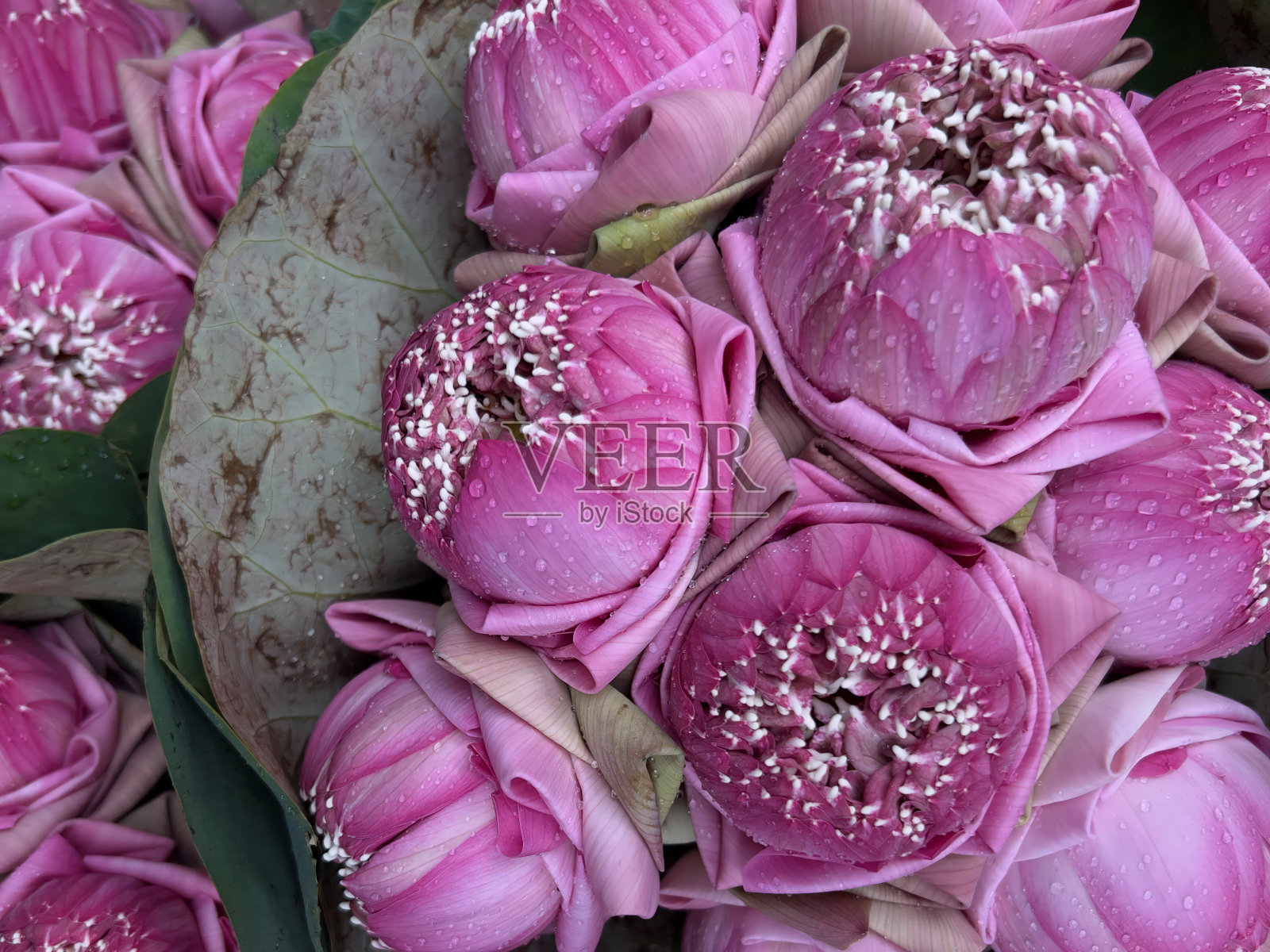 几朵粉红色的花一束，上面有白色的叶子照片摄影图片