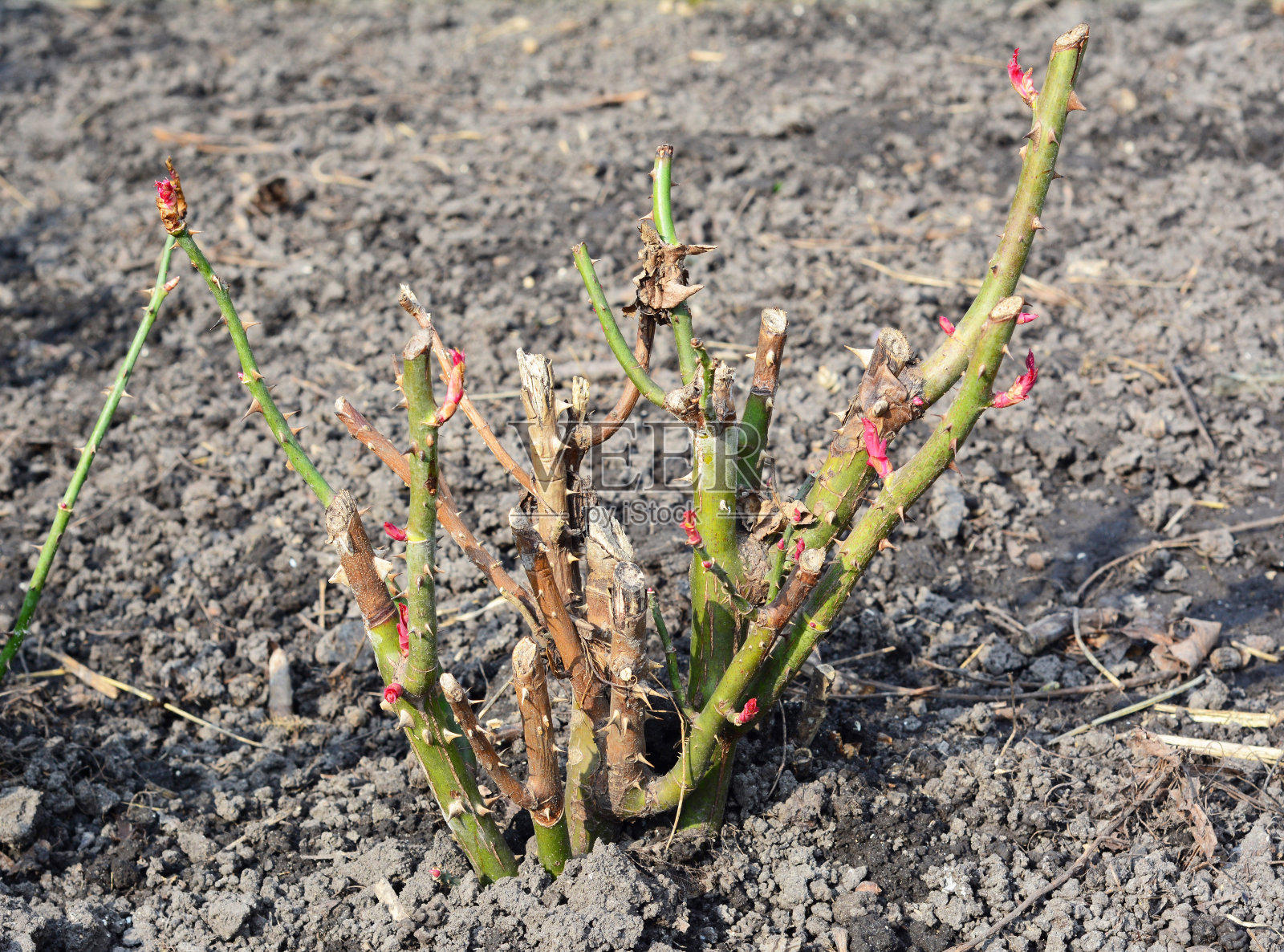 早春花园里的玫瑰花丛照片摄影图片