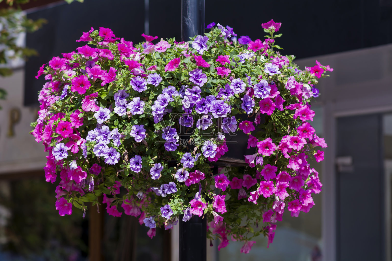 悬挂花盆里的粉色牵牛花照片摄影图片