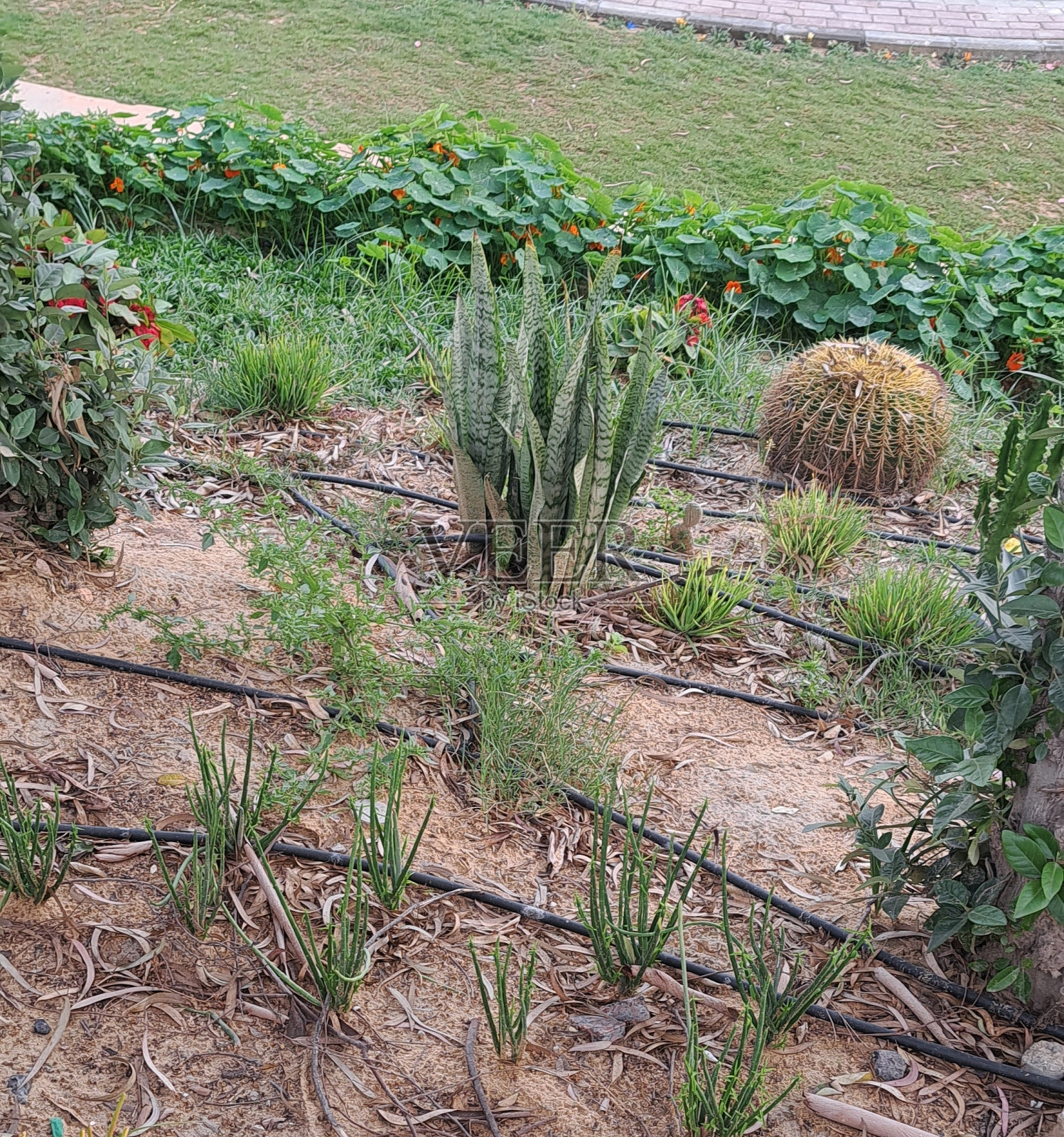 观赏植物与芦荟照片摄影图片
