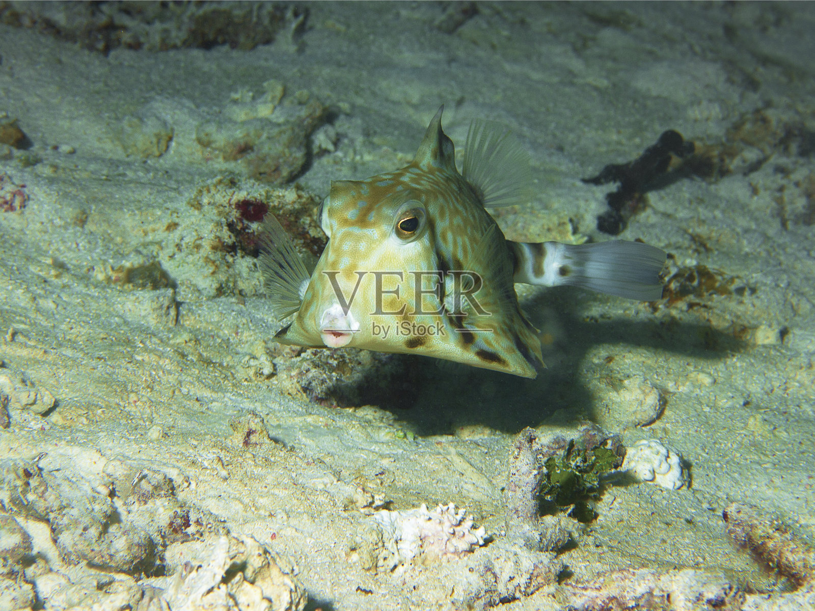 箱鱼(Lactoria diaphana，圆腹牛鱼)在拉贾安帕海底的沙地上。在印度尼西亚潜水时拍摄的水下照片。箱鲀非常敏捷，总是在移动。照片摄影图片