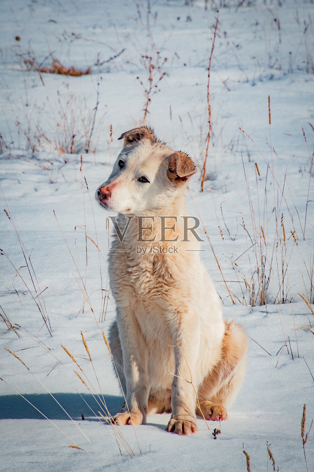 冬天徒步登山照片摄影图片