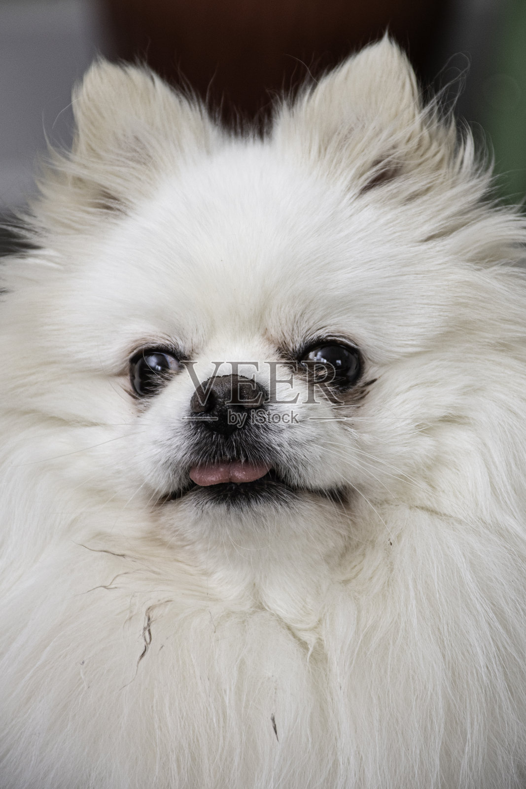 波美拉尼亚的照片摄影图片