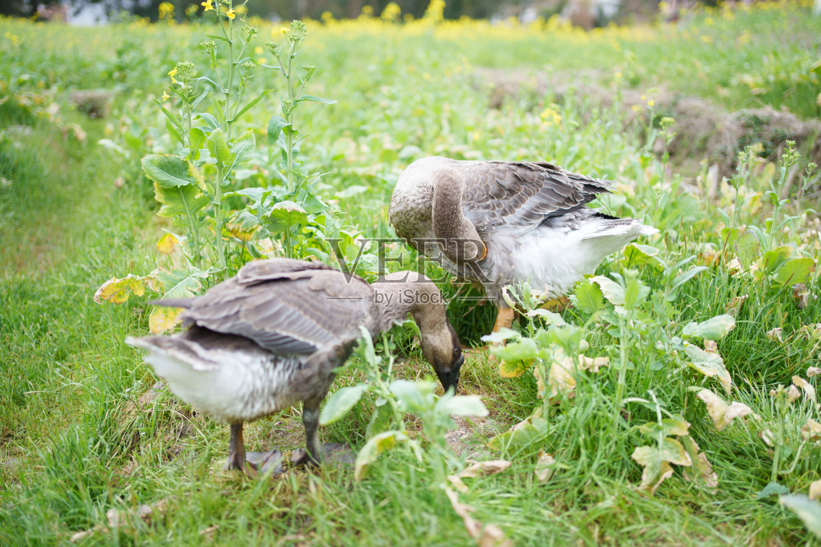 灰鹅觅食照片摄影图片