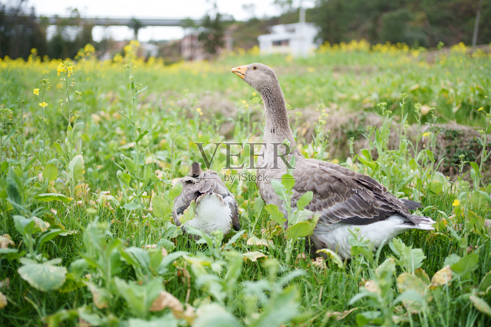菜地里的灰鹅照片摄影图片