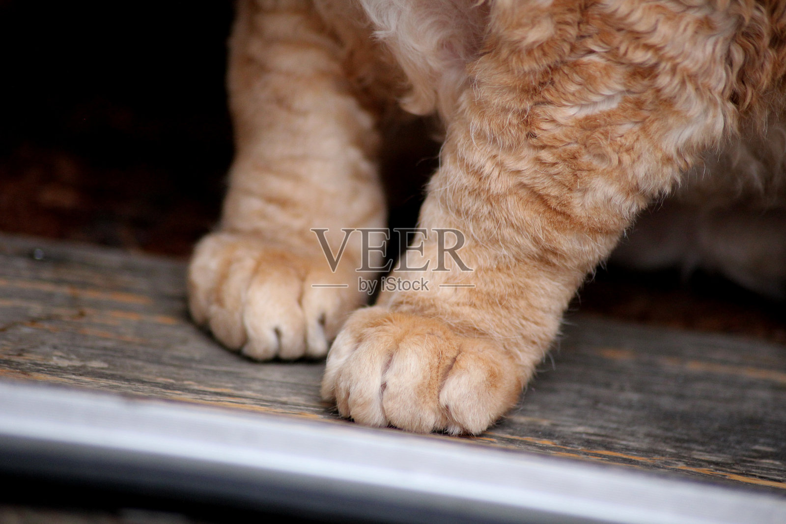 毛茸茸的姜黄色德文雷克斯猫爪照片摄影图片