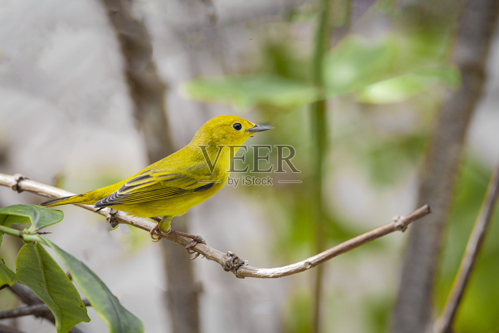 美丽的黄莺(Dendroica petechia)雌性栖息在树枝上照片摄影图片