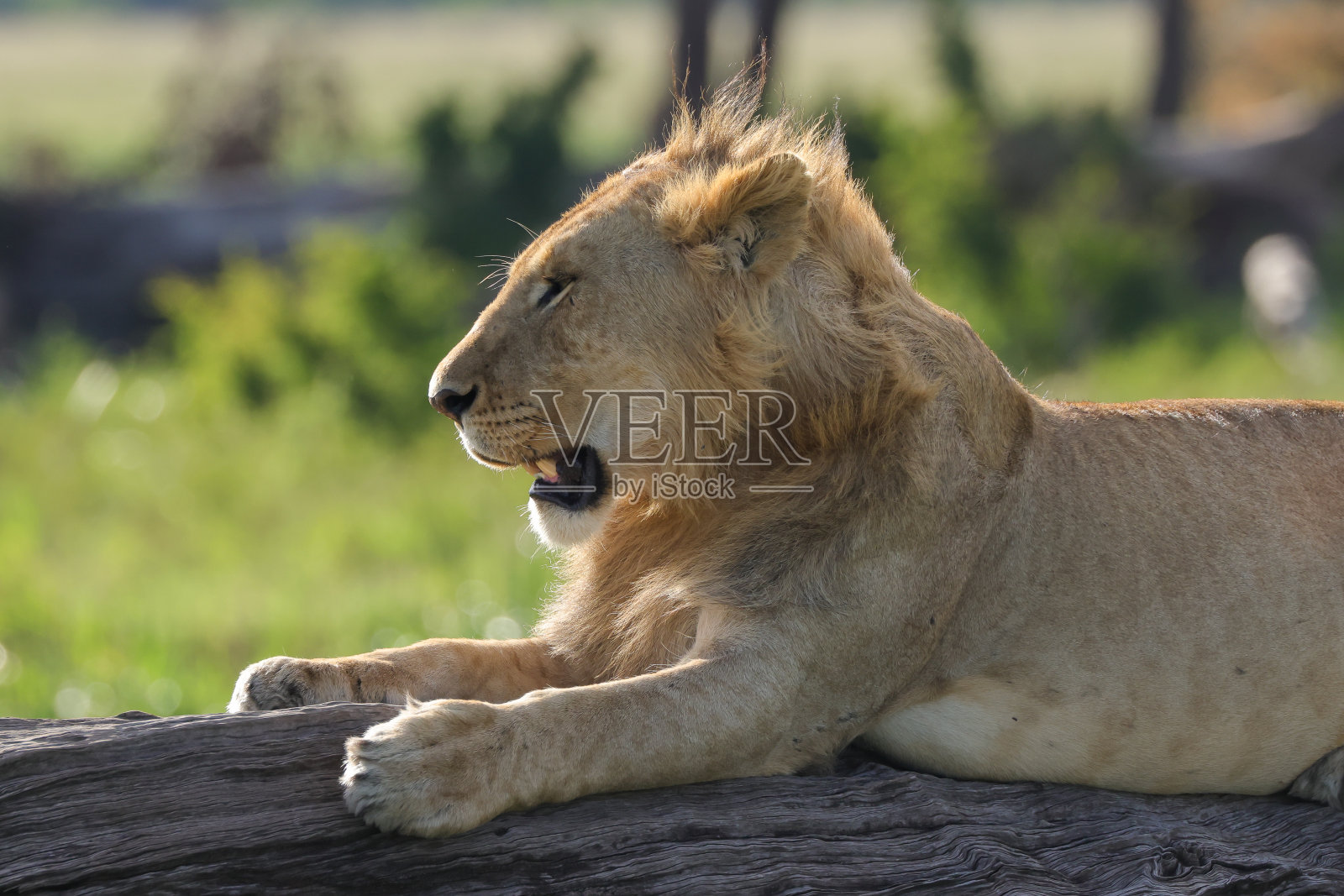 树干上的年轻雄狮照片摄影图片