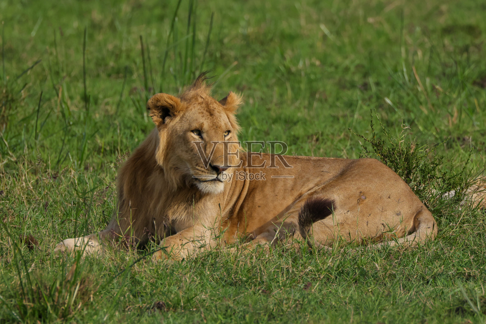 在马赛马拉公园的绿草地上，一只年轻的雄狮照片摄影图片