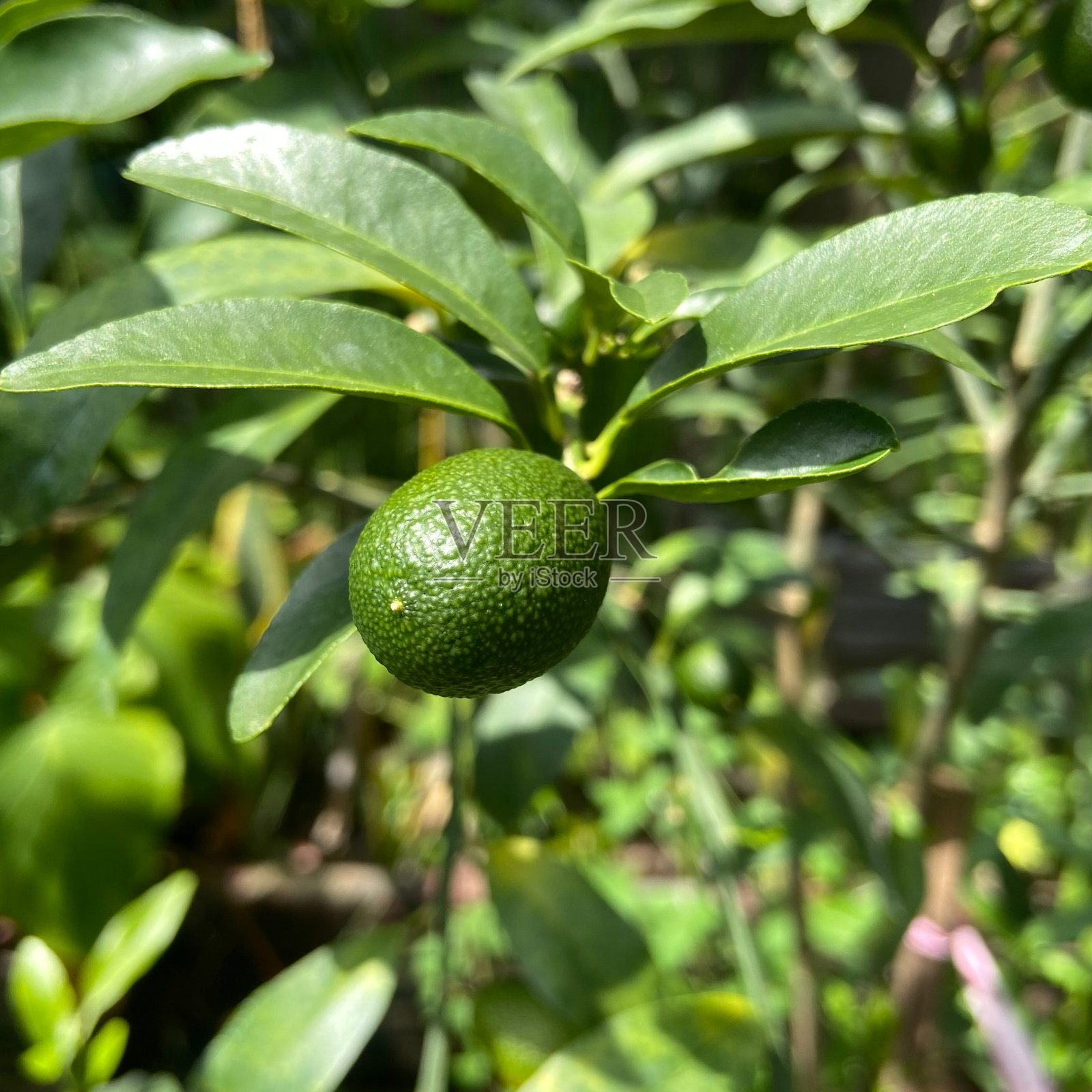 后院的石灰植物。照片摄影图片