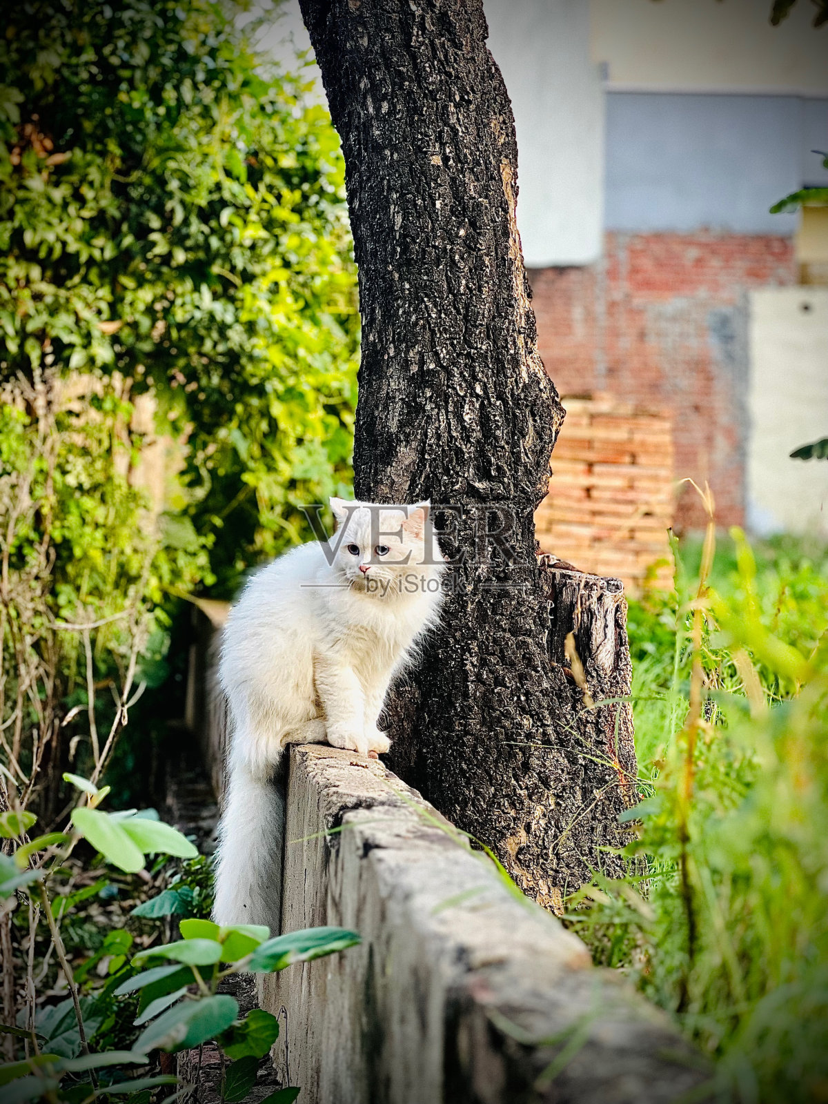 蓬松Mashaaa照片摄影图片
