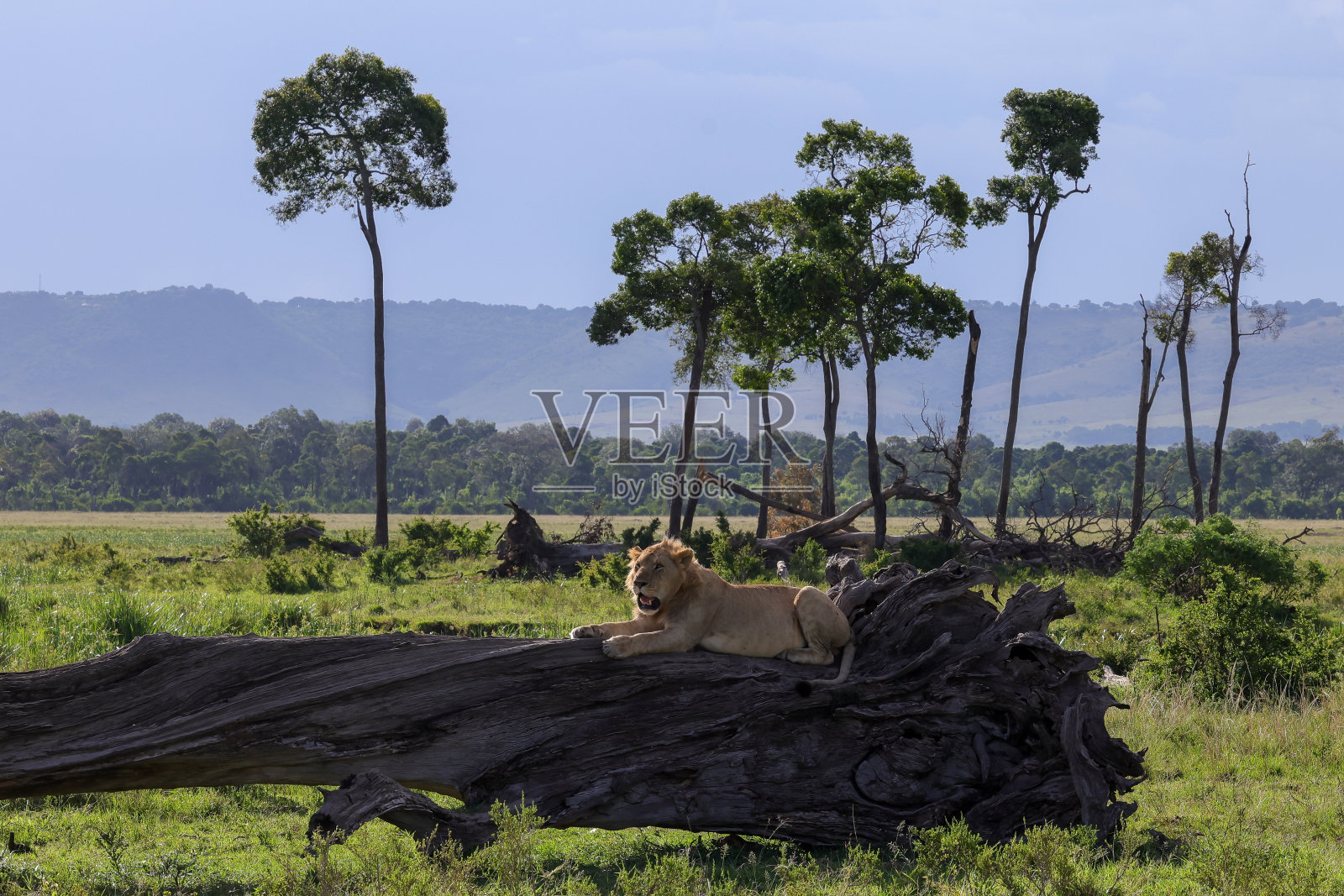 年轻的雄狮站在死树干上，有着完美的大草原背景照片摄影图片