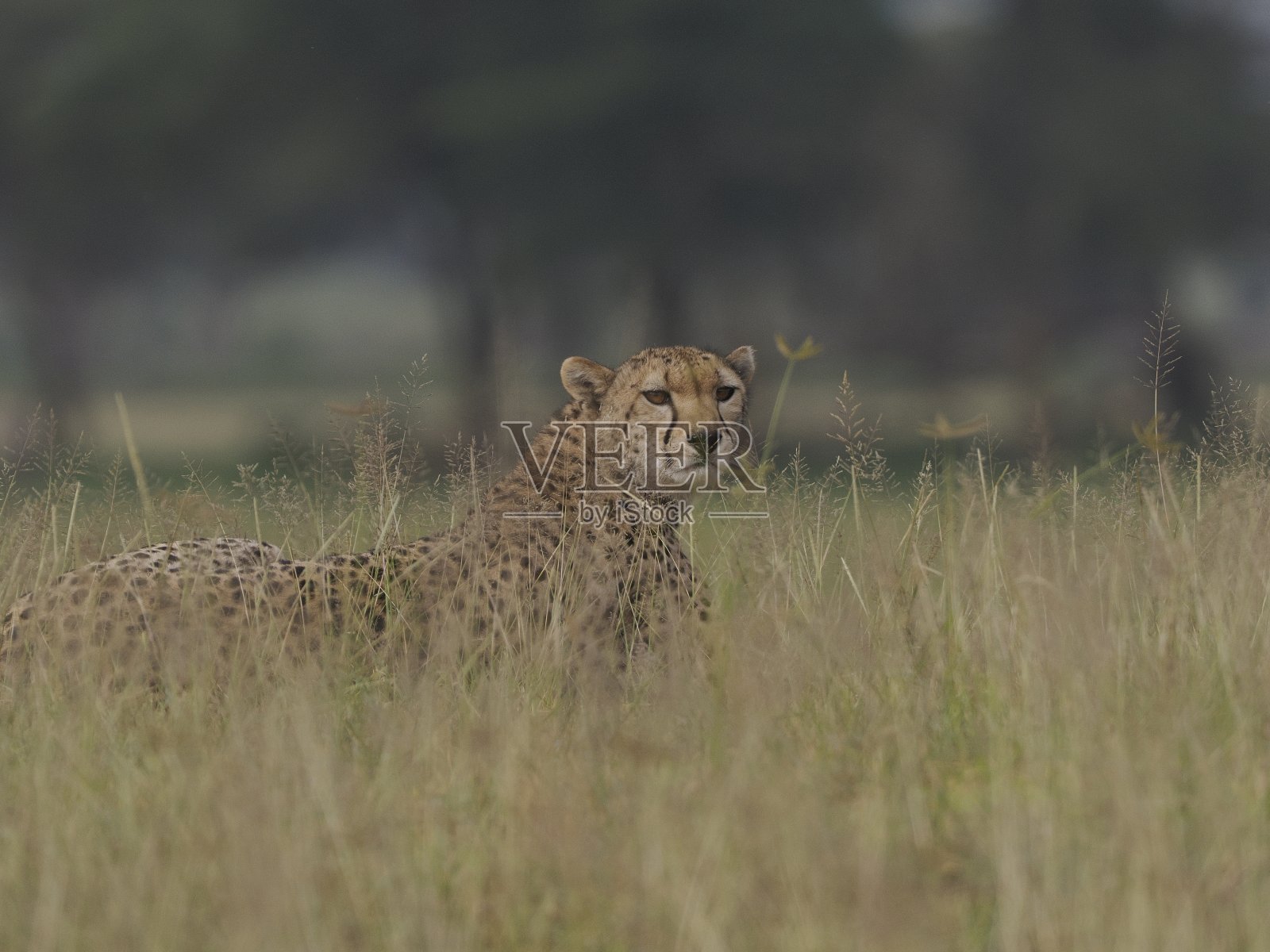 大草原上的猎豹照片摄影图片