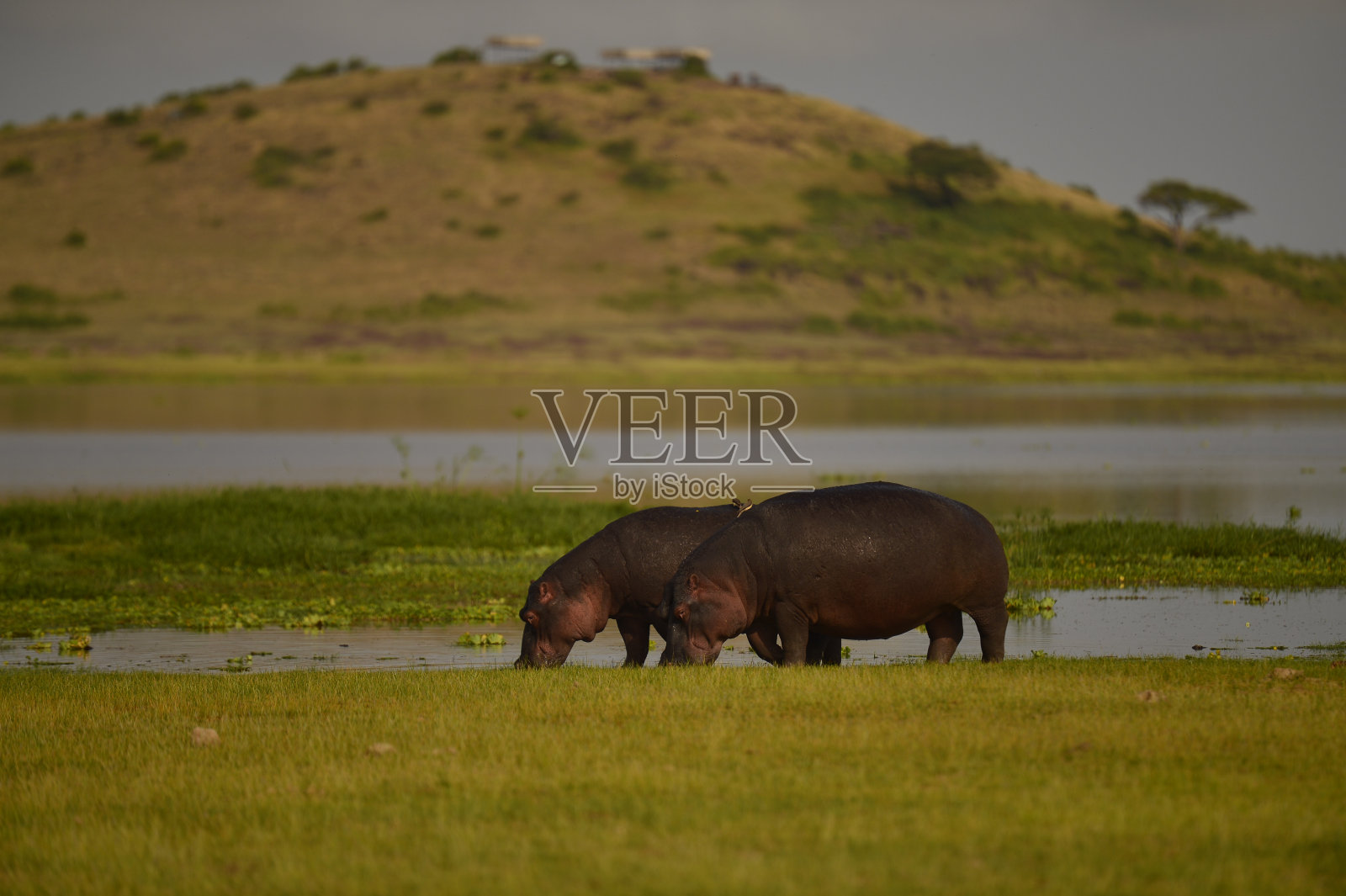 非洲河马照片摄影图片