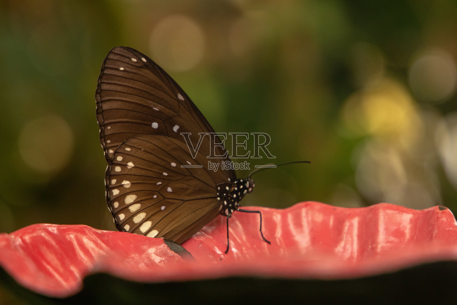 棕色帝王乌鸦蝴蝶Euploea klugii的特写镜头照片摄影图片