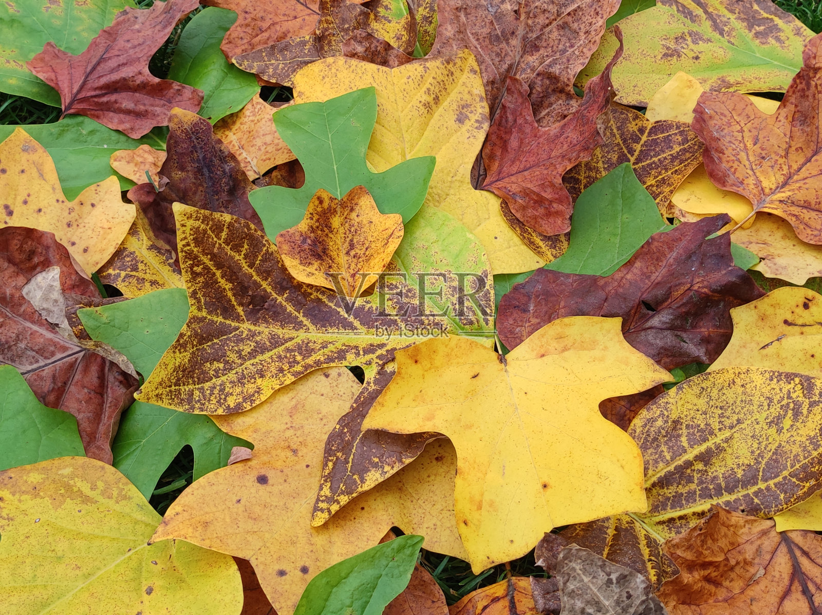 郁金香白杨树的叶子有着五彩缤纷的秋色照片摄影图片