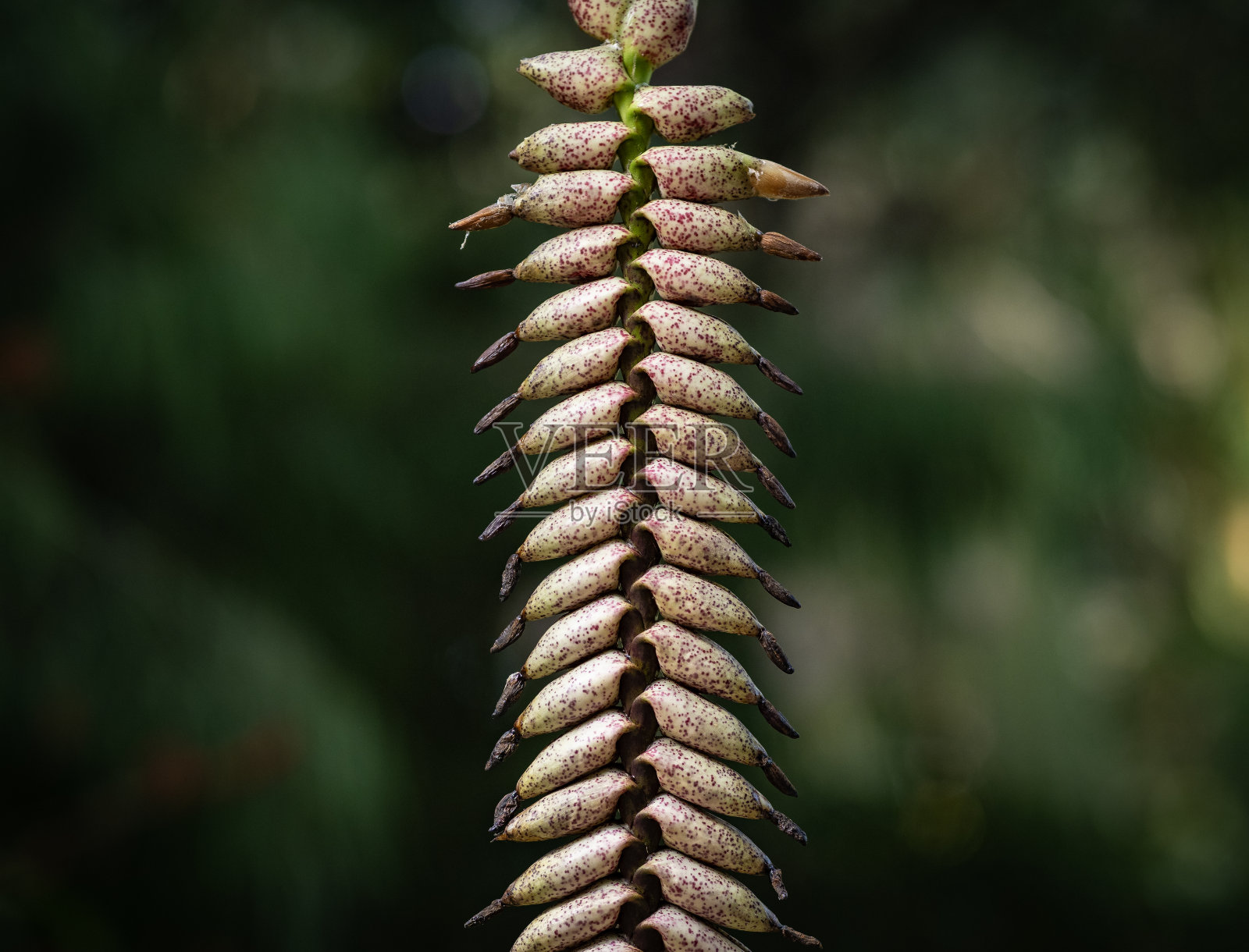 特内里费岛花园里的一种植物的种子照片摄影图片