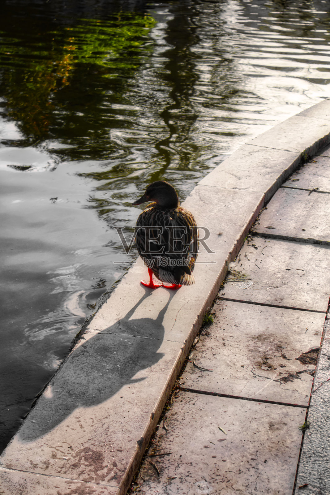 在夕阳西下的午后，一只鸭子在水边享受宁静照片摄影图片