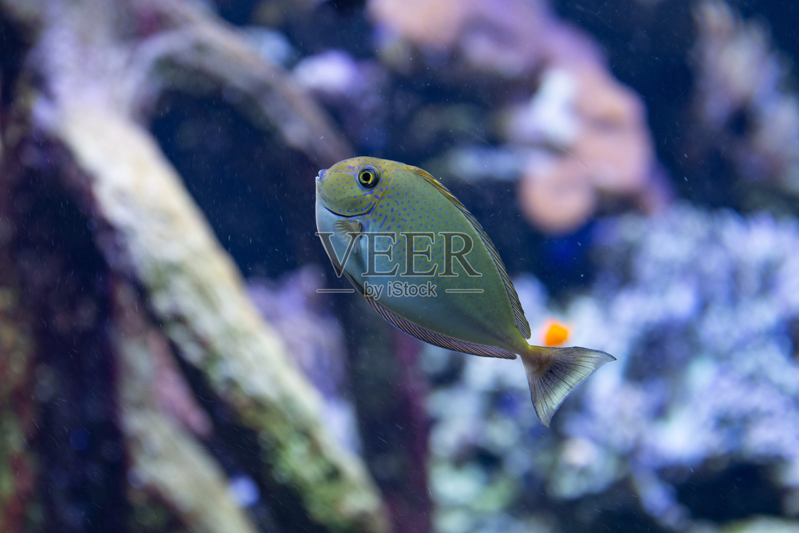 鱼照片摄影图片