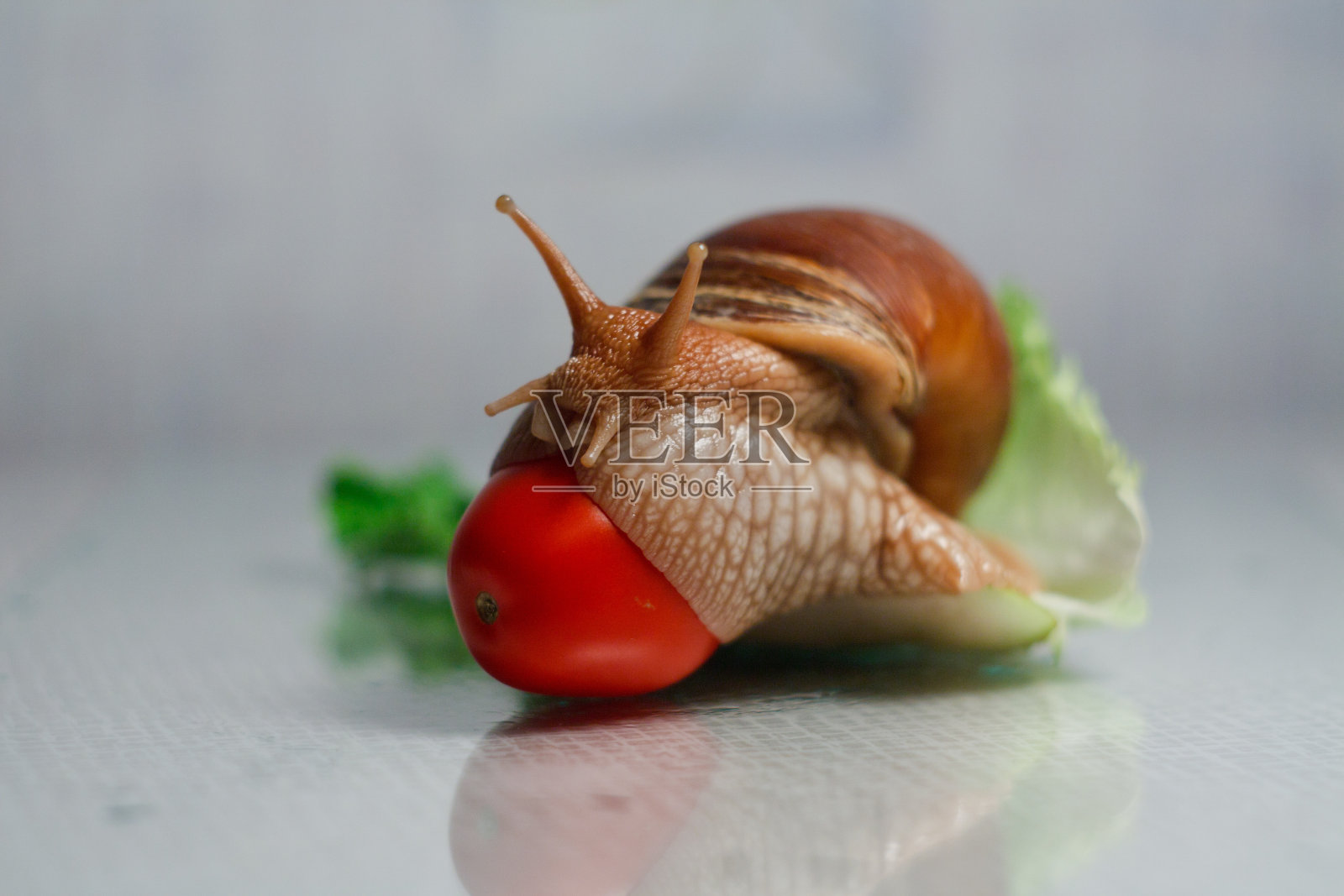 工作室拍摄的蜗牛吃番茄生菜孤立在白色背景照片摄影图片