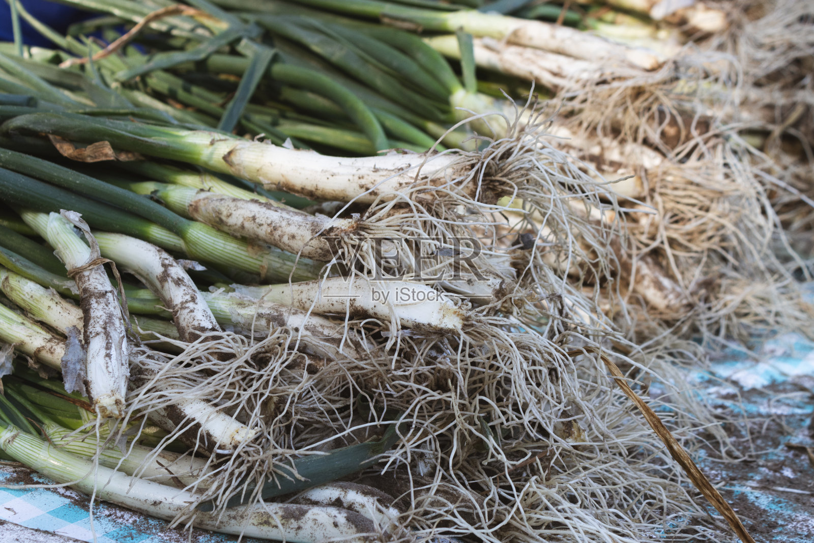 加泰罗尼亚洋葱特写照片摄影图片