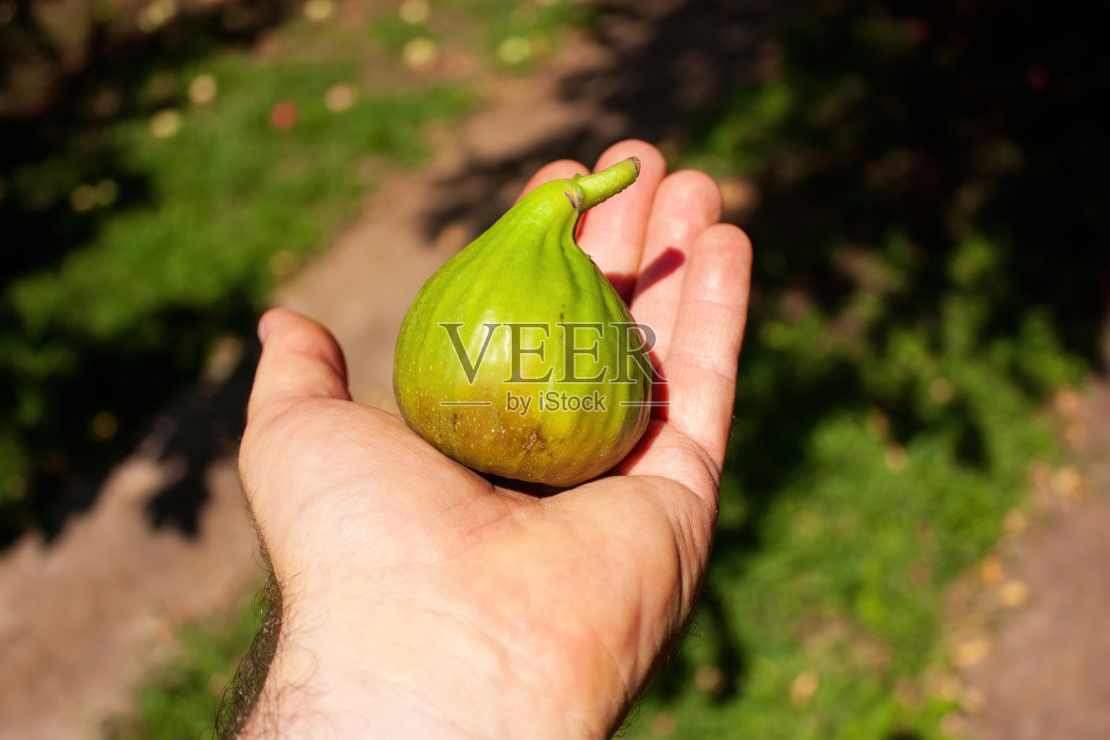 阳光明媚的日子里，一个男人手里拿着巨大的绿色无花果。照片摄影图片