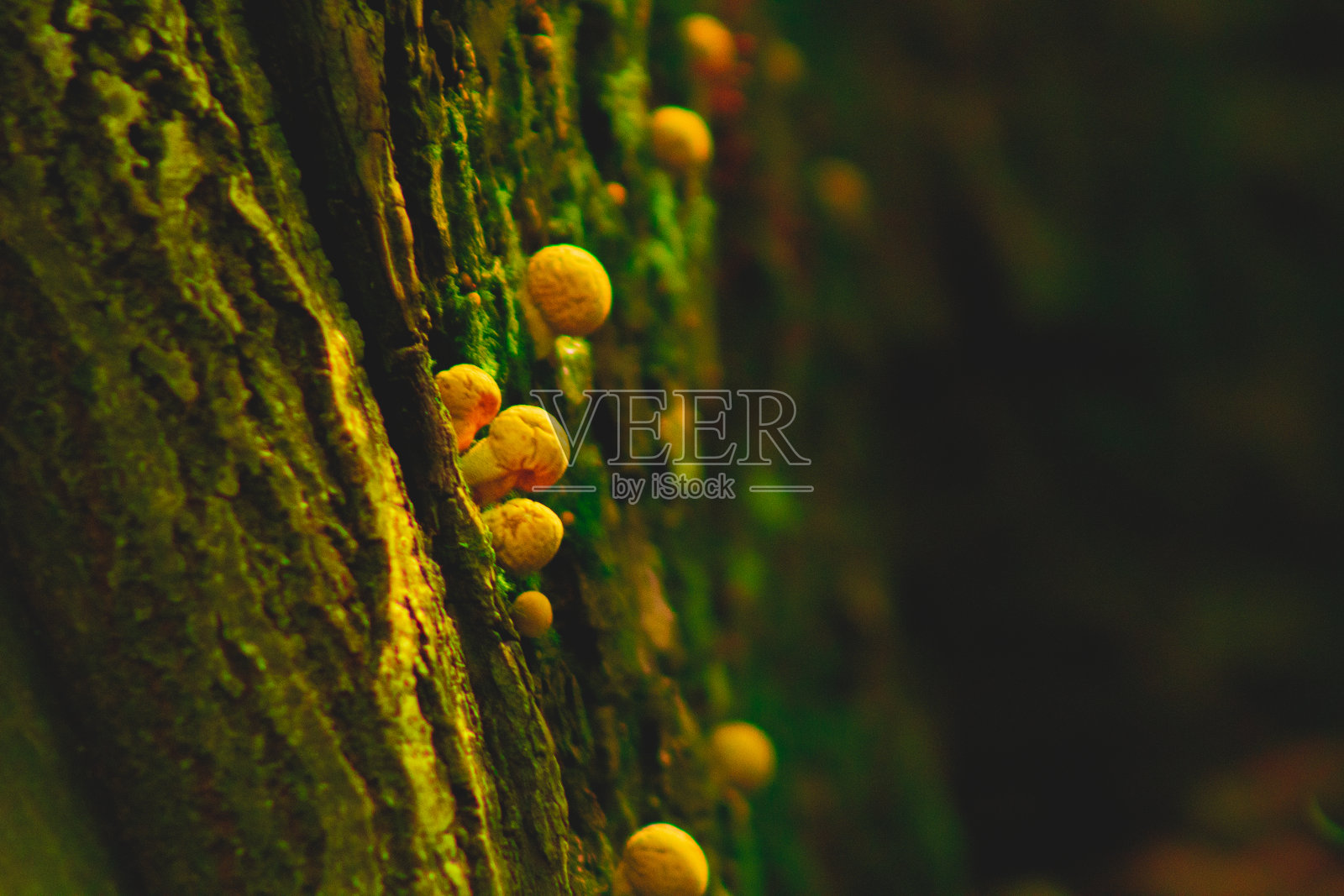 蘑菇，又小又小，秋天落天，落叶，青苔照片摄影图片