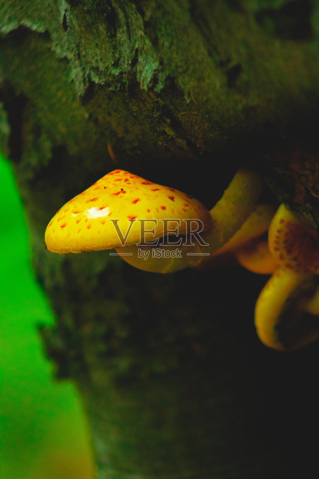 黄色的大蘑菇附着在树上，自然美丽照片摄影图片