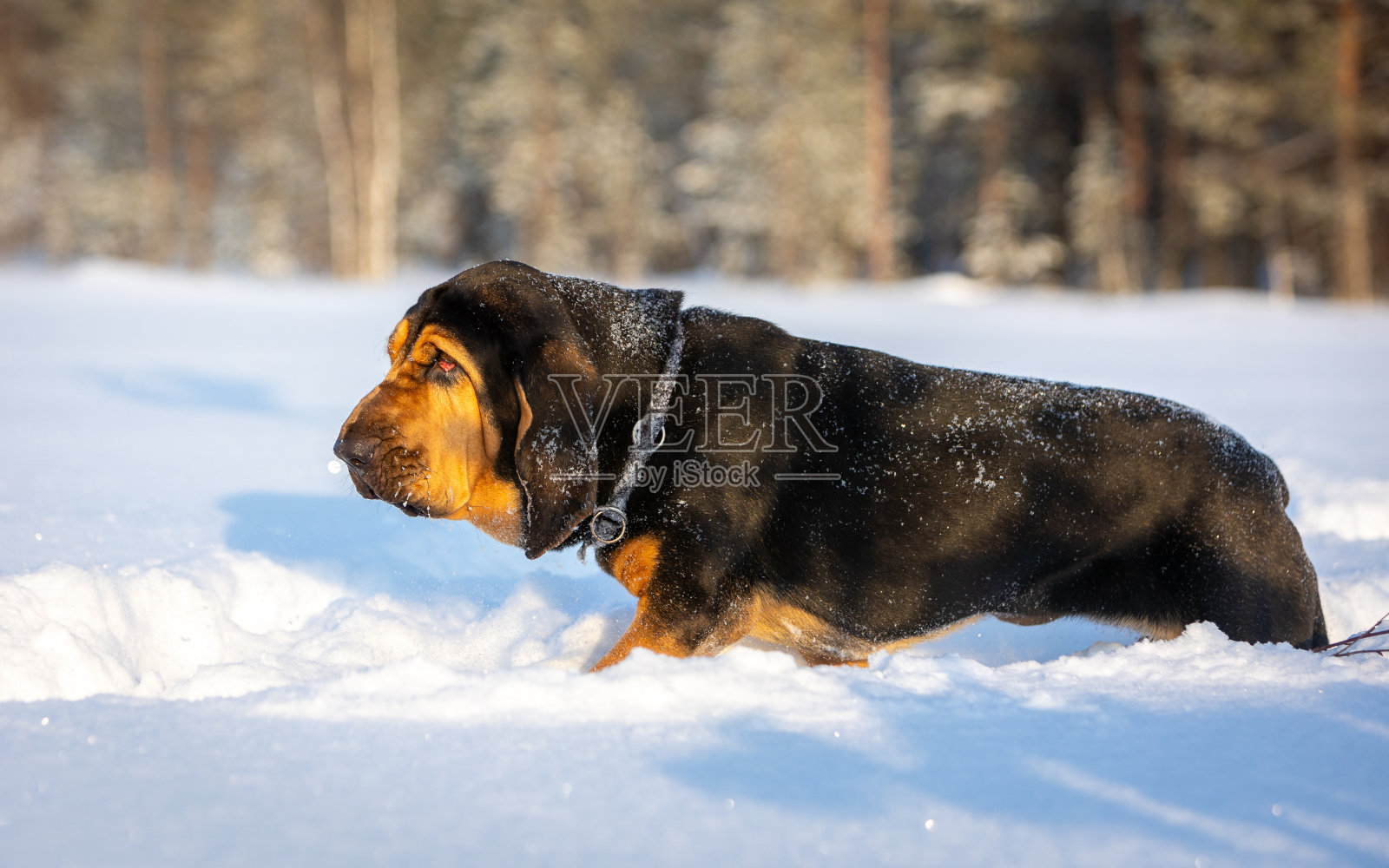 在一个阳光明媚的冬日，一只黑色和红色的纯种猎犬走过厚厚的雪堆。照片摄影图片