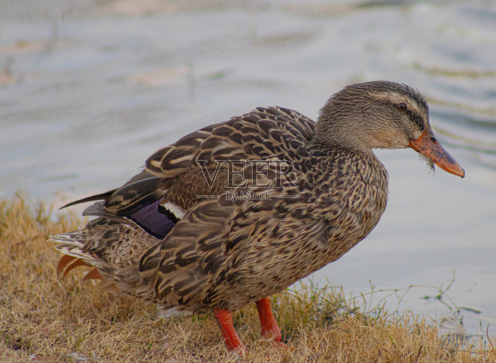 池塘里的德州棕色奥平顿鸭照片摄影图片