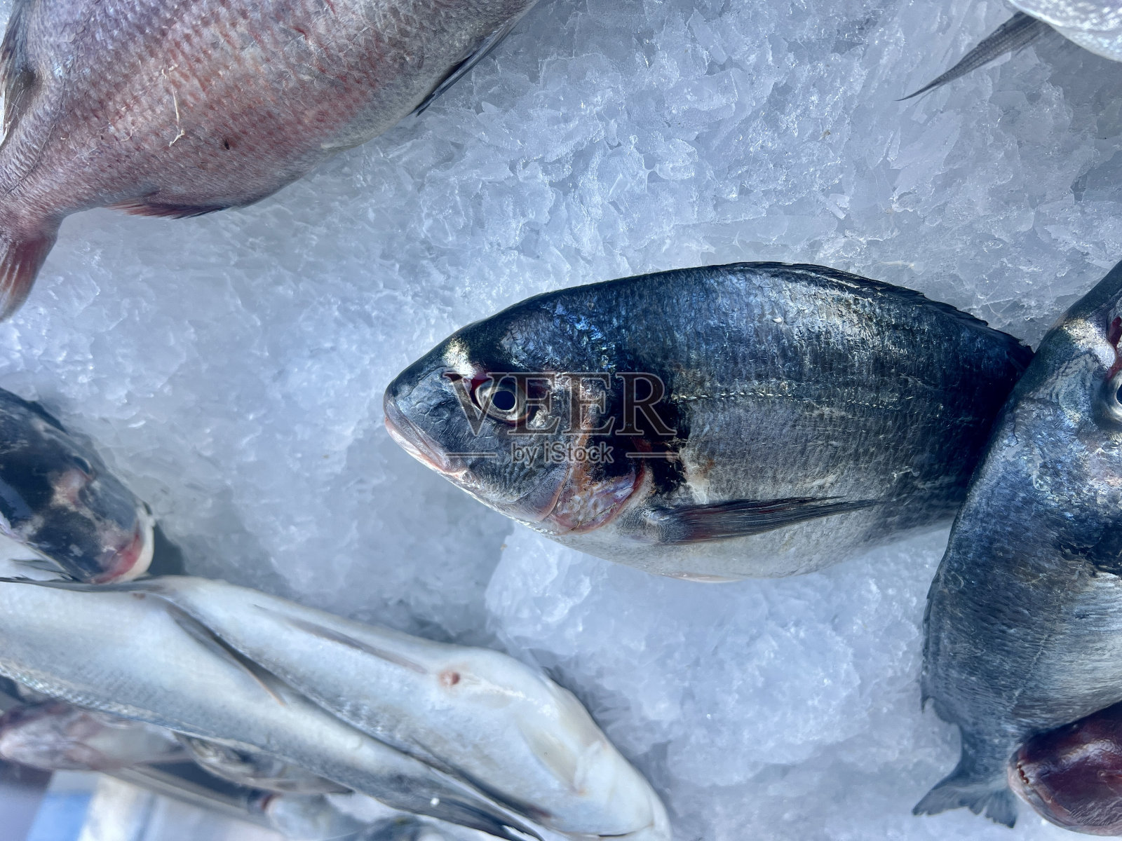 超市里冰上的新鲜鱼照片摄影图片