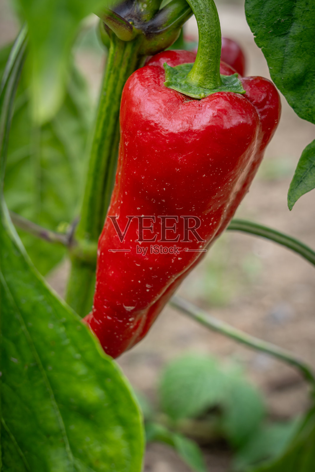 法国戈克斯威勒- 09 10 2020:葡萄酒之路。菜园子里的红甜椒照片摄影图片