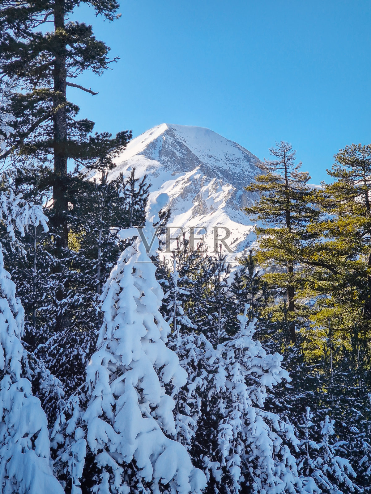 透过常绿针叶林看到的雪山山峰照片摄影图片