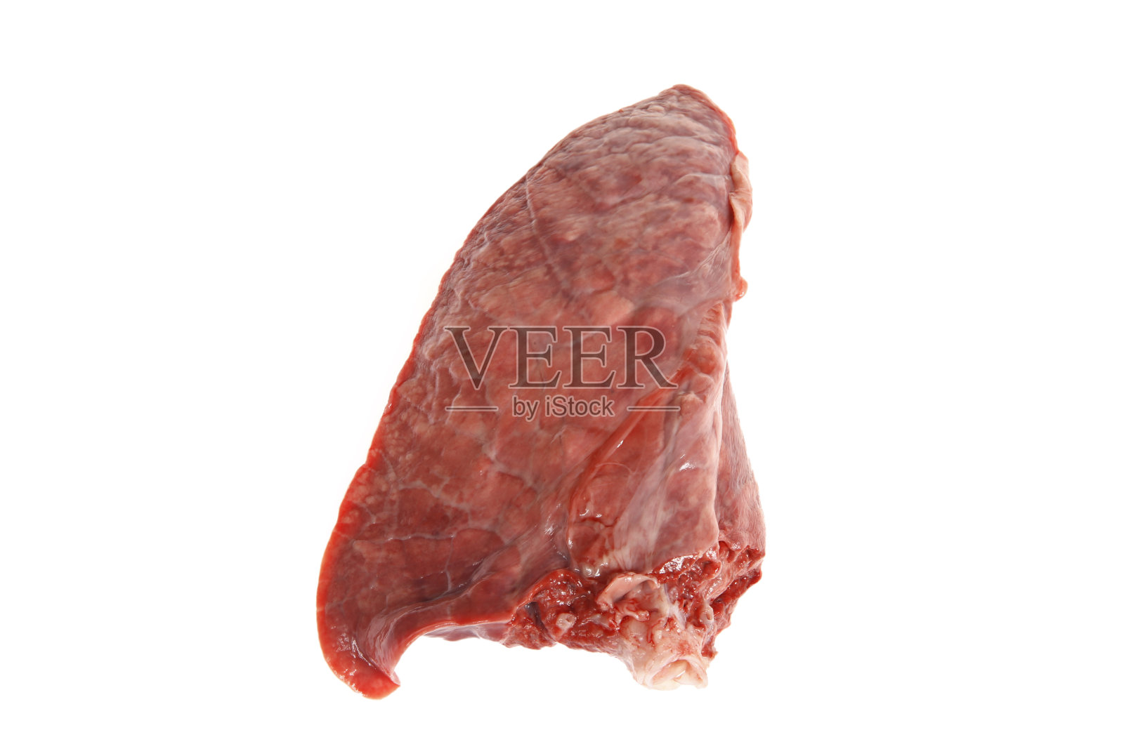 白色背景上的猪肺照片摄影图片