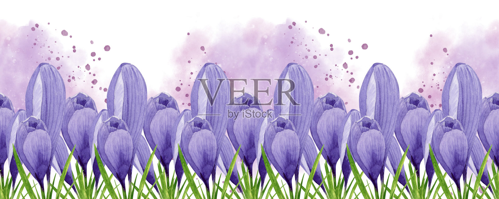 紫色番红花春天花无缝边框。手绘水彩花卉插图。标签，标志，包装，明信片，邀请函，贴纸，边框，横幅，复活节装饰的设计元素插画图片素材