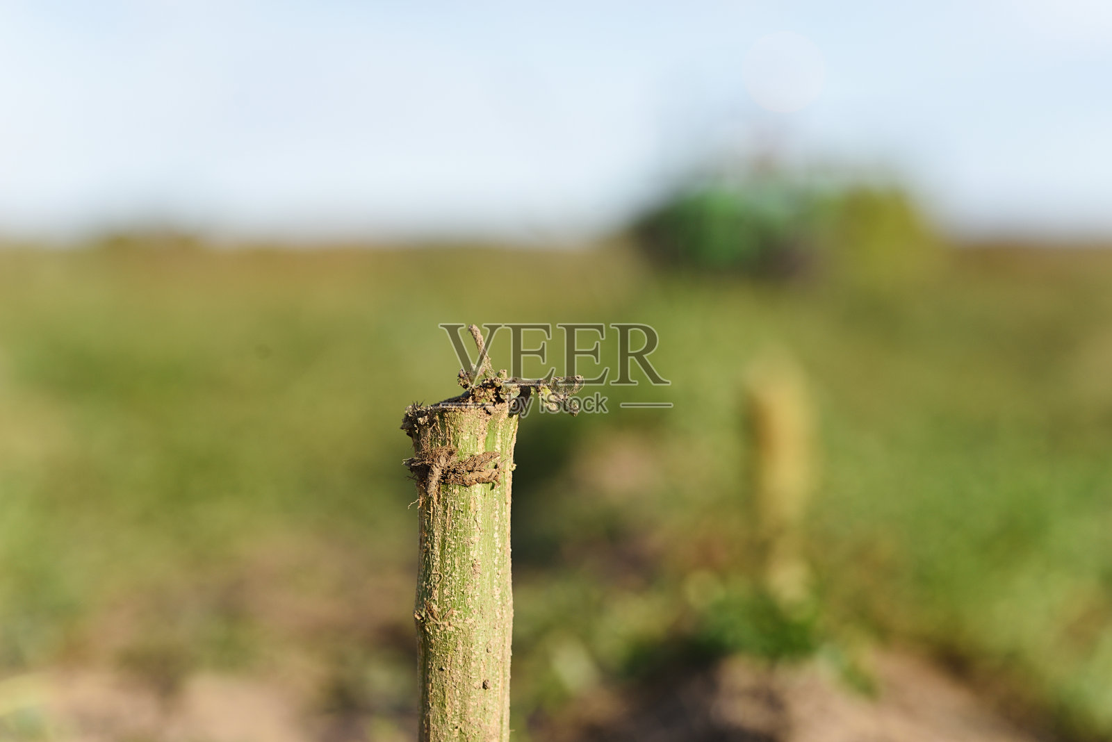 CBD种植园新割大麻植物的茎照片摄影图片