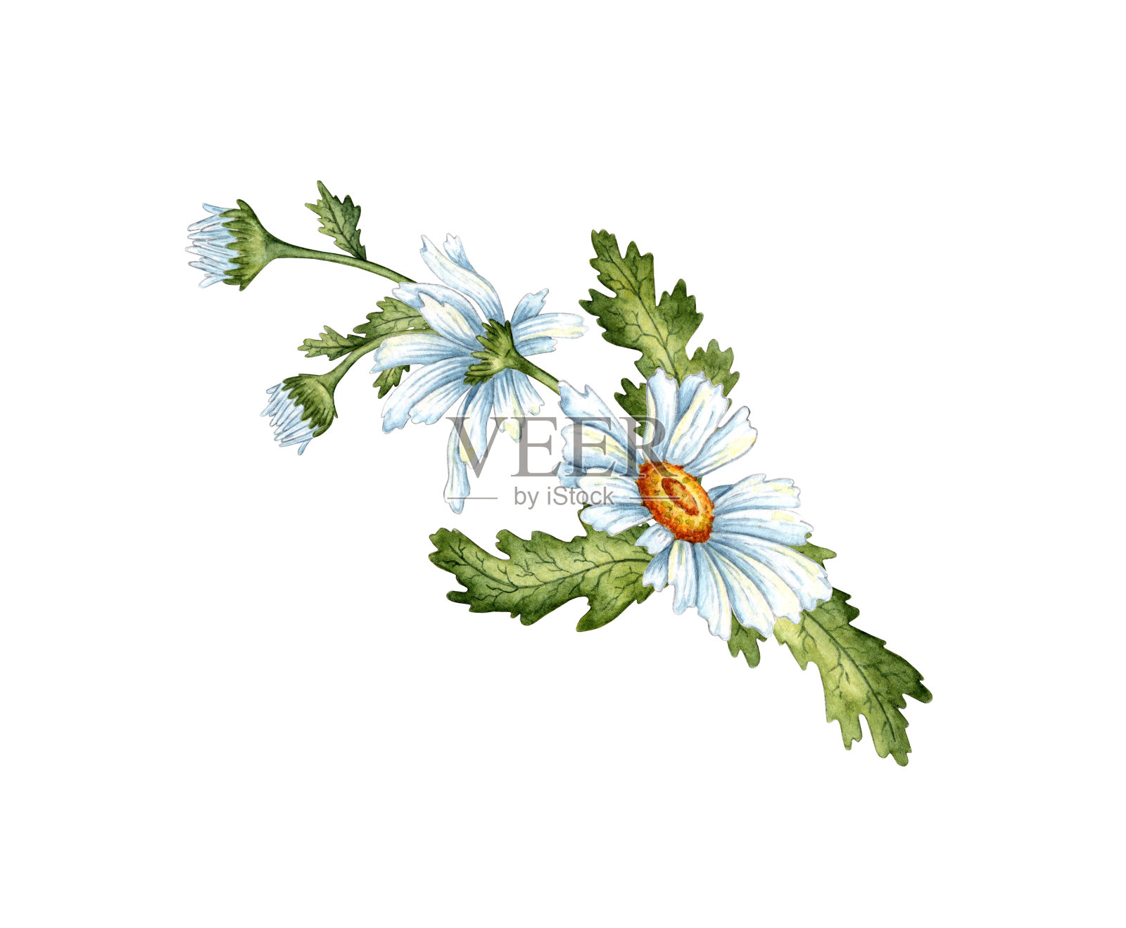 雏菊花束剪贴水彩画插画图片素材