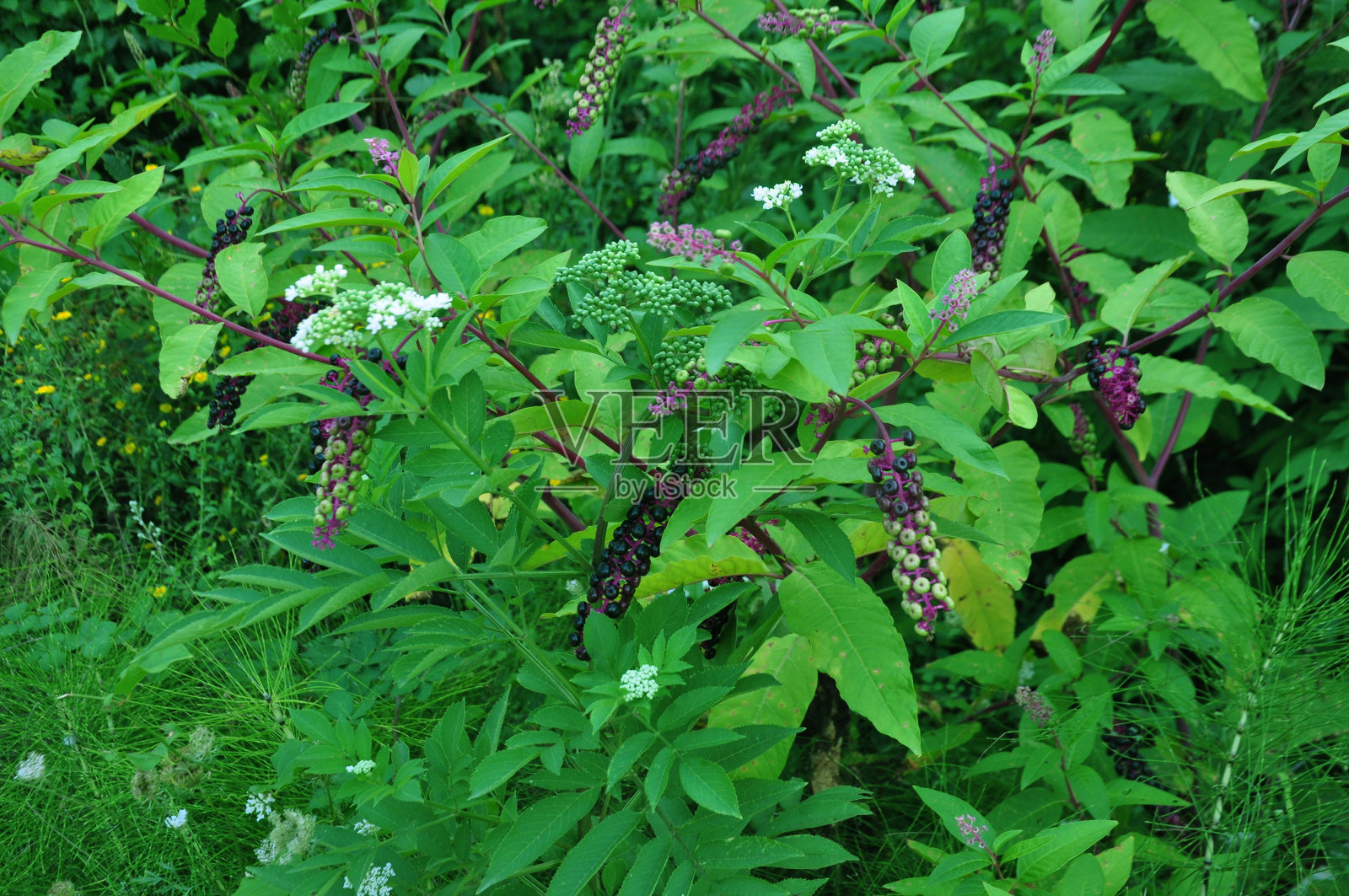 森林里树枝上的墨汁植物照片摄影图片