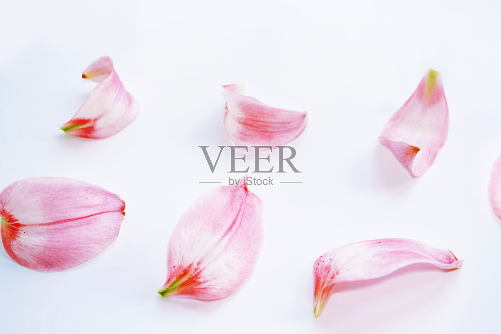 花瓣粉红色的百合花。自然花卉背景。模糊。照片摄影图片