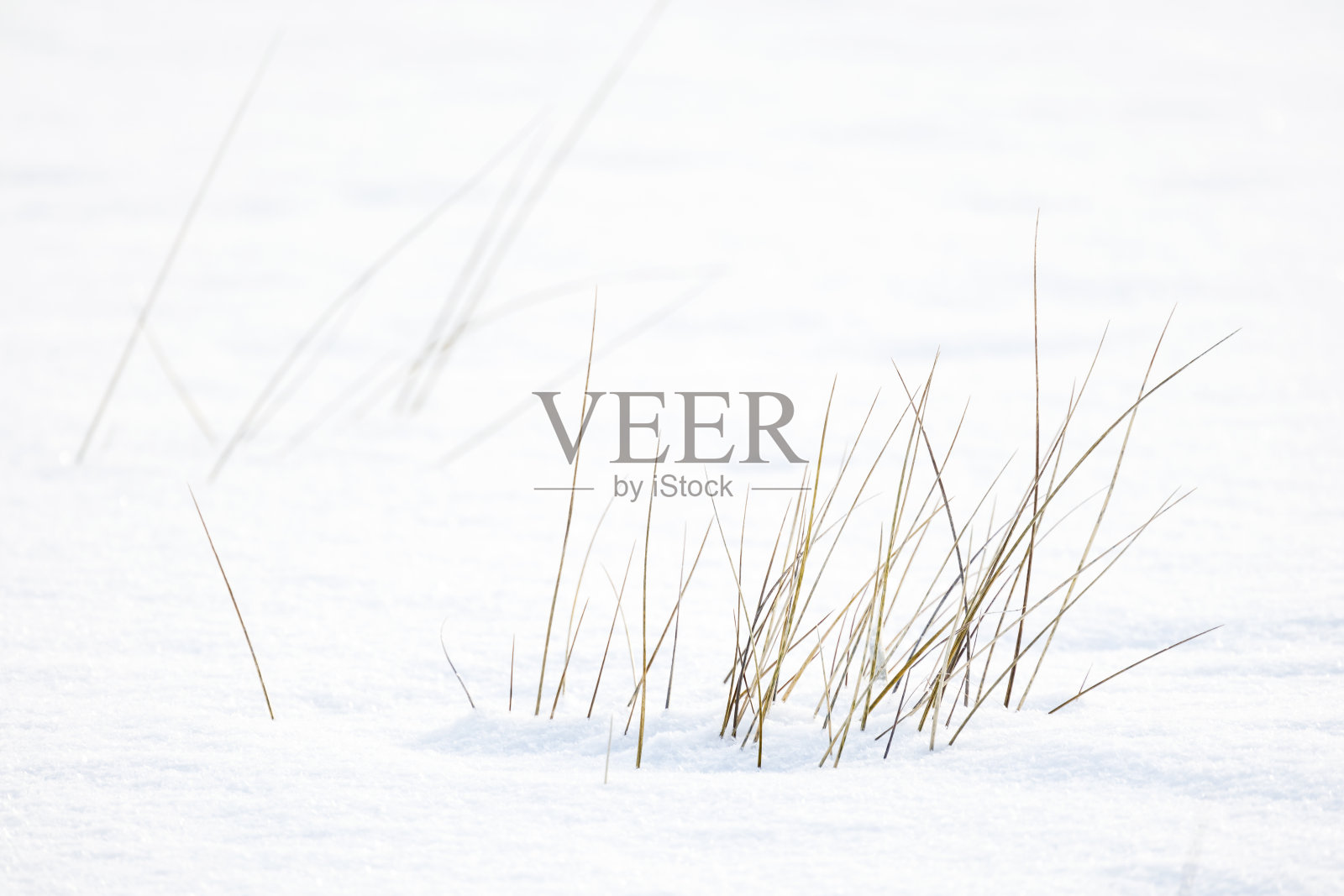 在一个阳光明媚的冬日，白雪皑皑的干草照片摄影图片