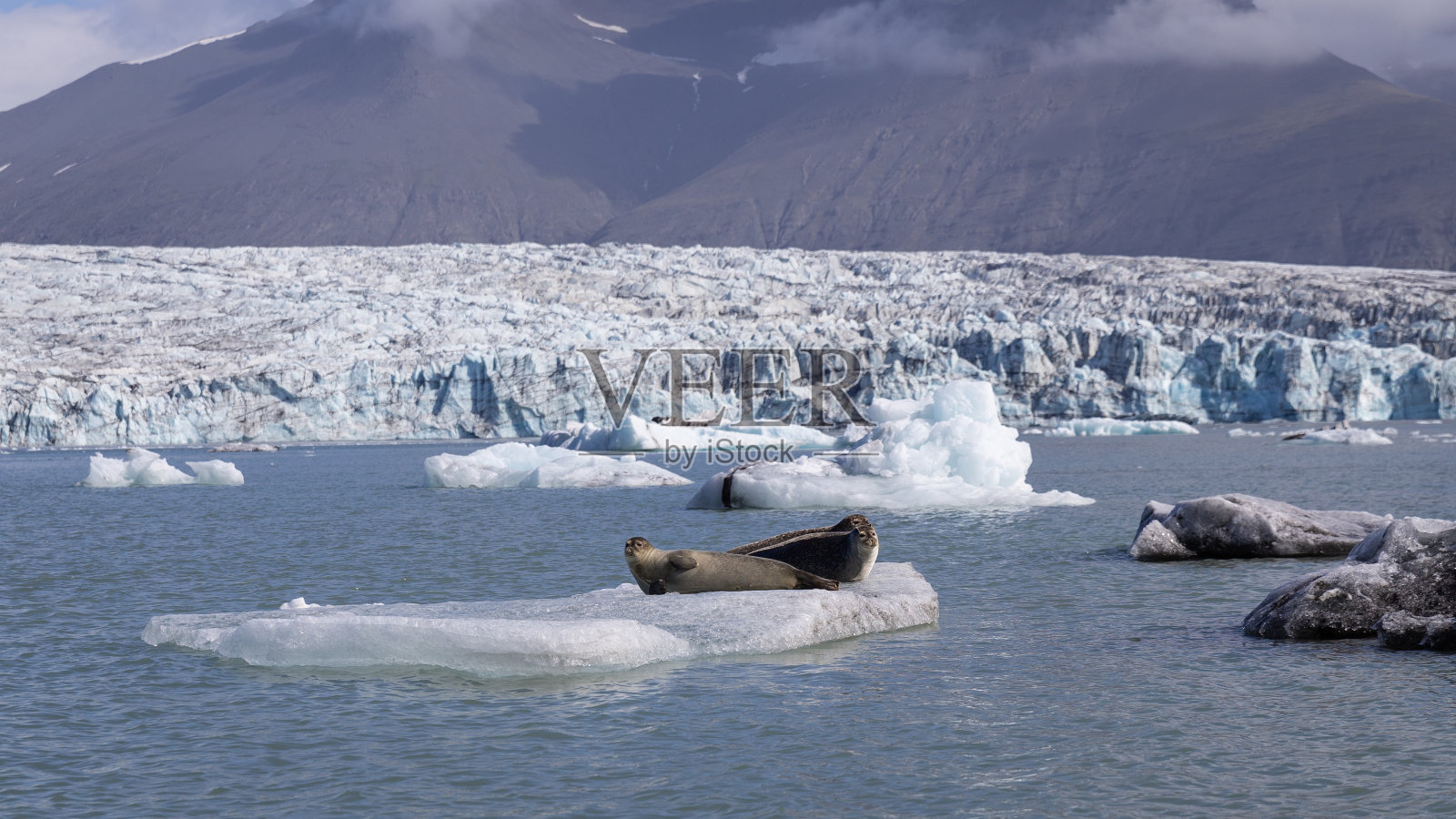 两只海豹在joekulsarlon冰川泻湖。照片摄影图片