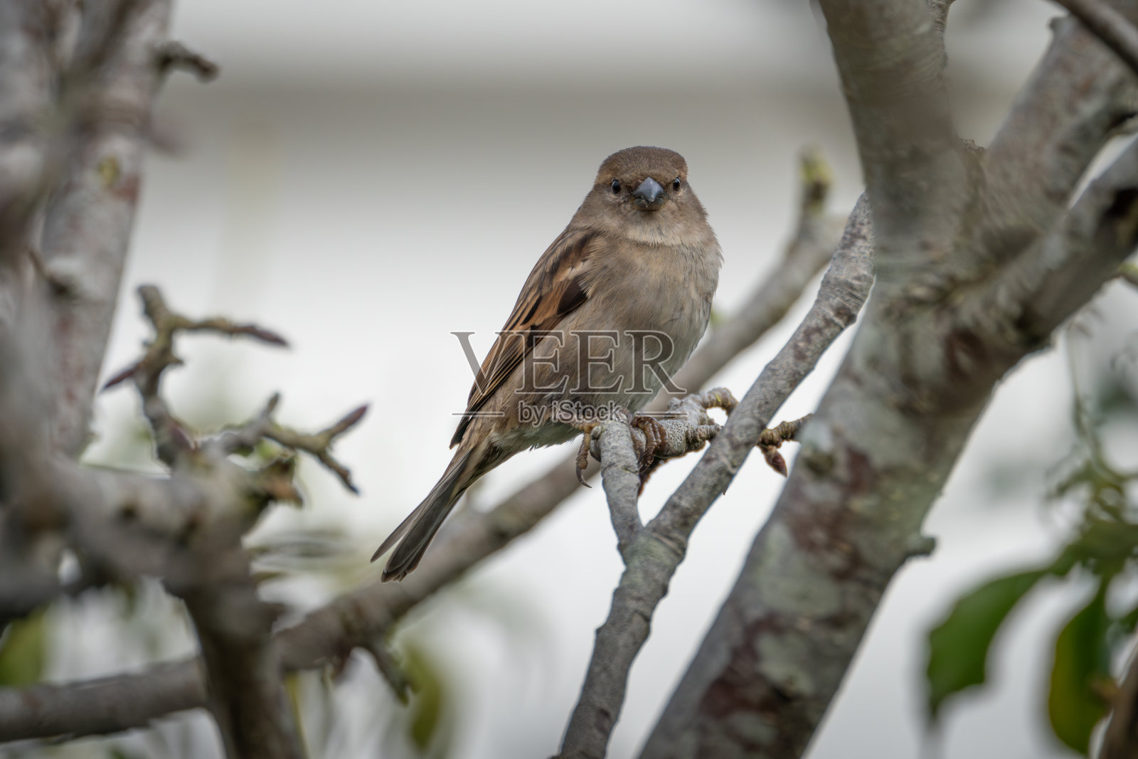 栖息的麻雀照片摄影图片