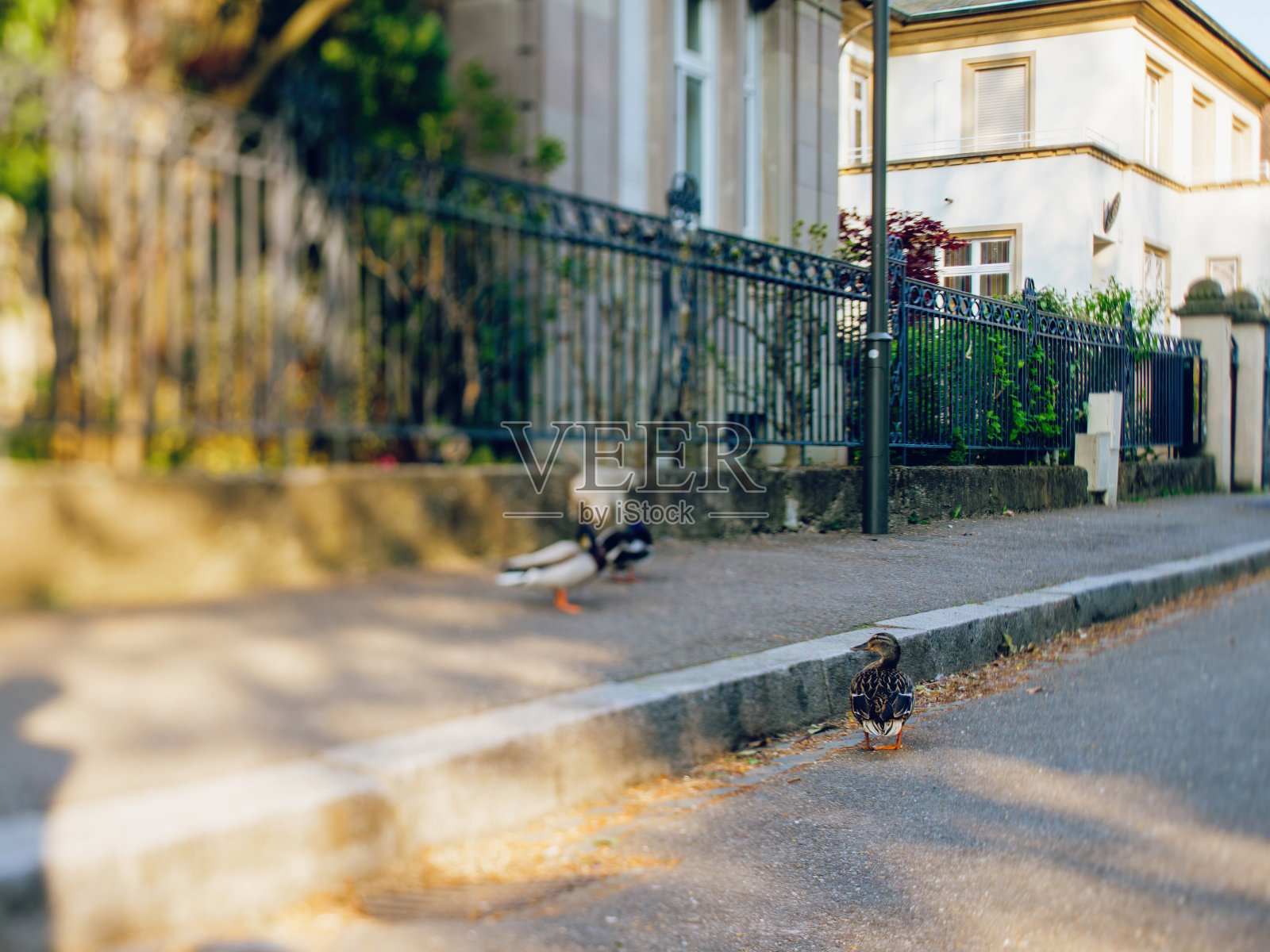 在法国城市封锁期间，三只野鸭在空旷的街道上的倾斜视图照片摄影图片