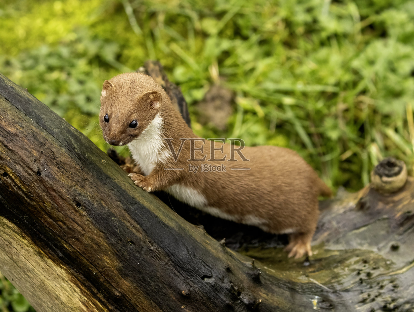 黄鼠狼照片摄影图片