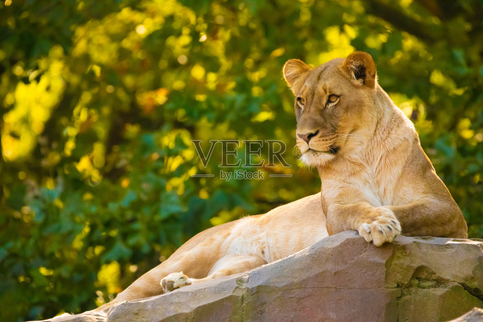 在动物园里玩耍的成年狮子照片摄影图片