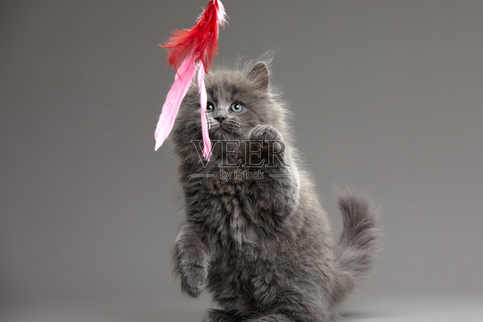 灰色背景上毛茸茸的灰色小猫在玩鱼线上的鱼饵照片摄影图片