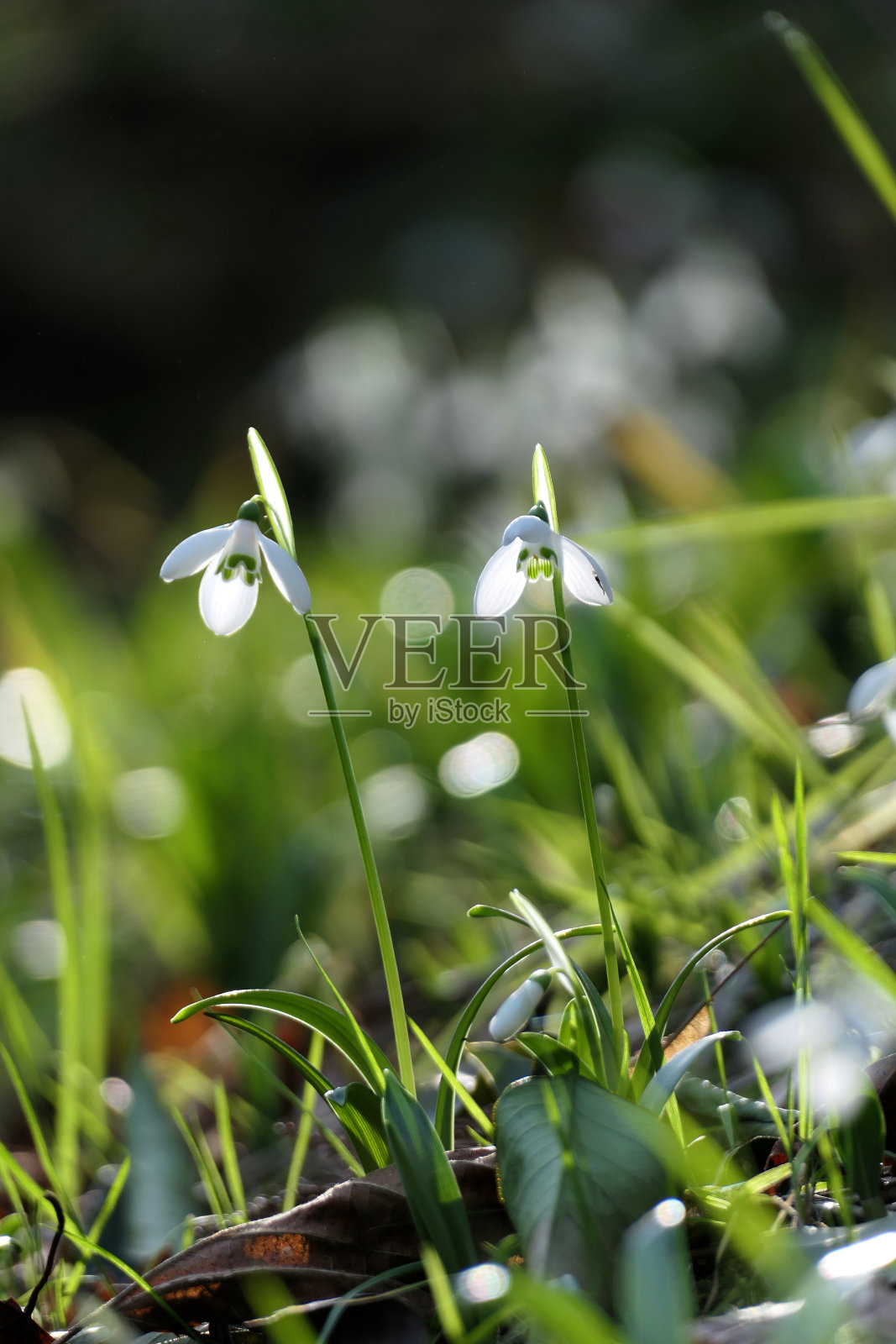 雪花莲，Galanthus nivalis，在早春开放。照片摄影图片