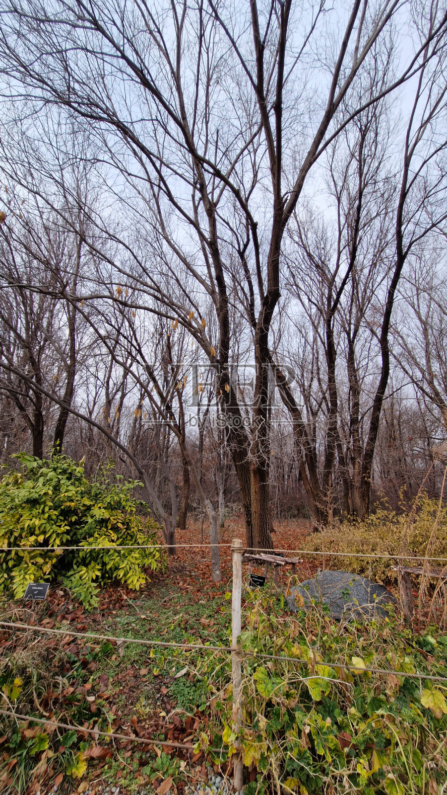 秋天森林里的树木和灌木丛。公园里美丽的风景照片摄影图片