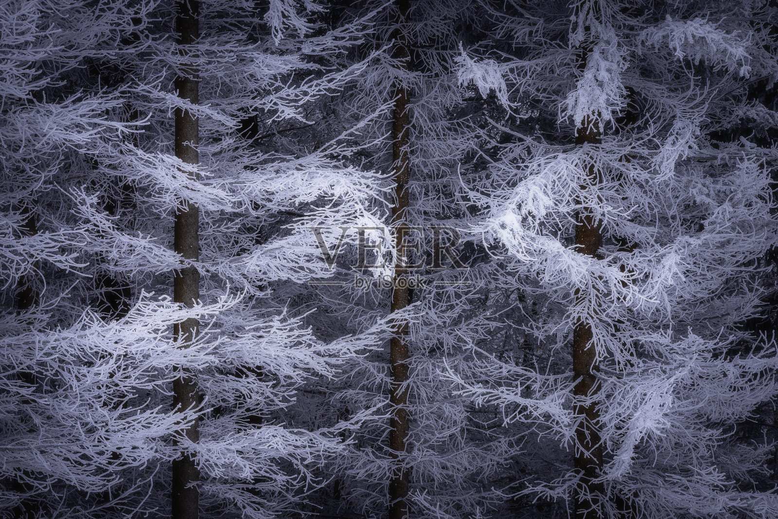 冬天的云杉树照片摄影图片