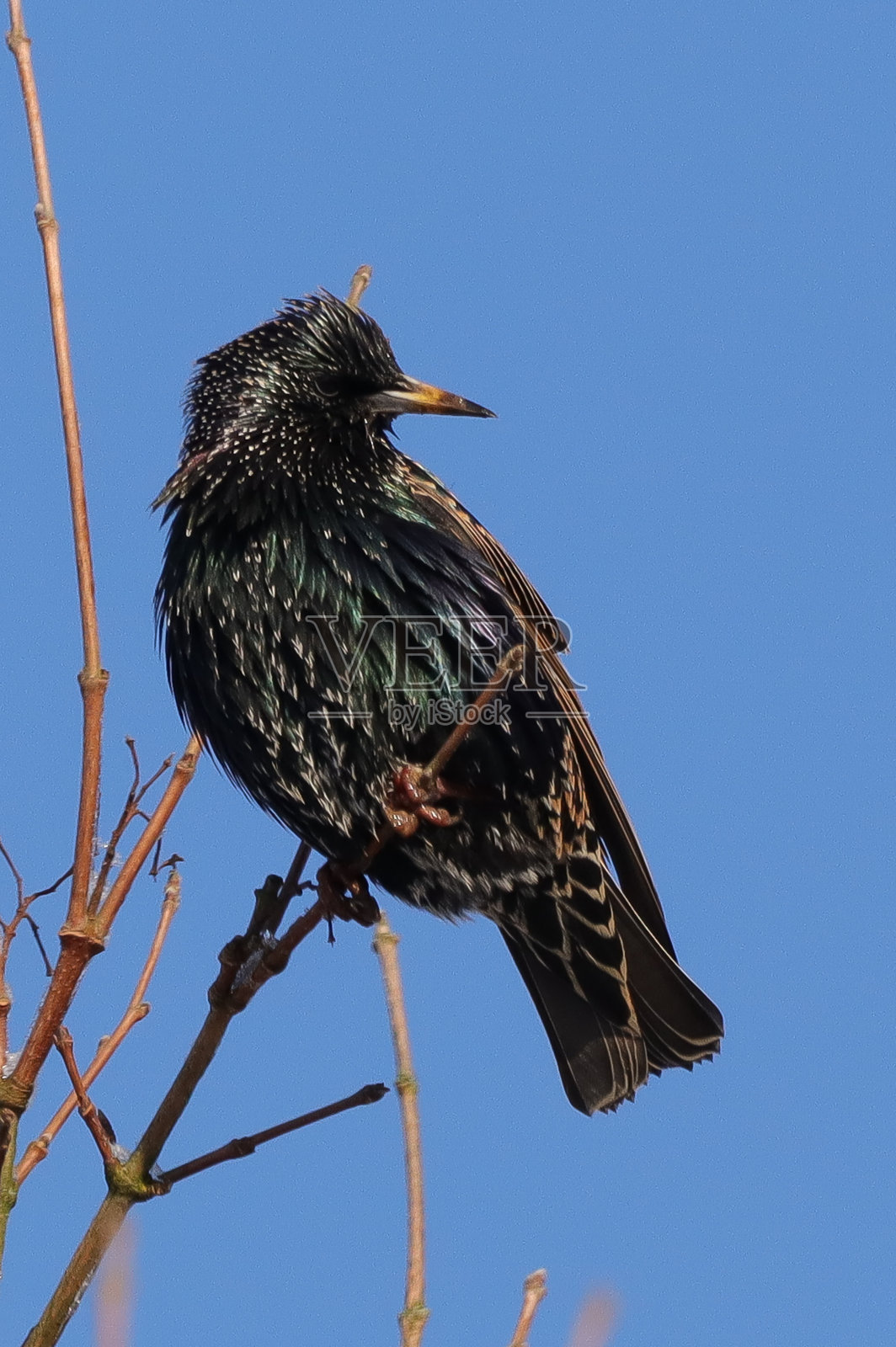 《十四行诗》照片摄影图片